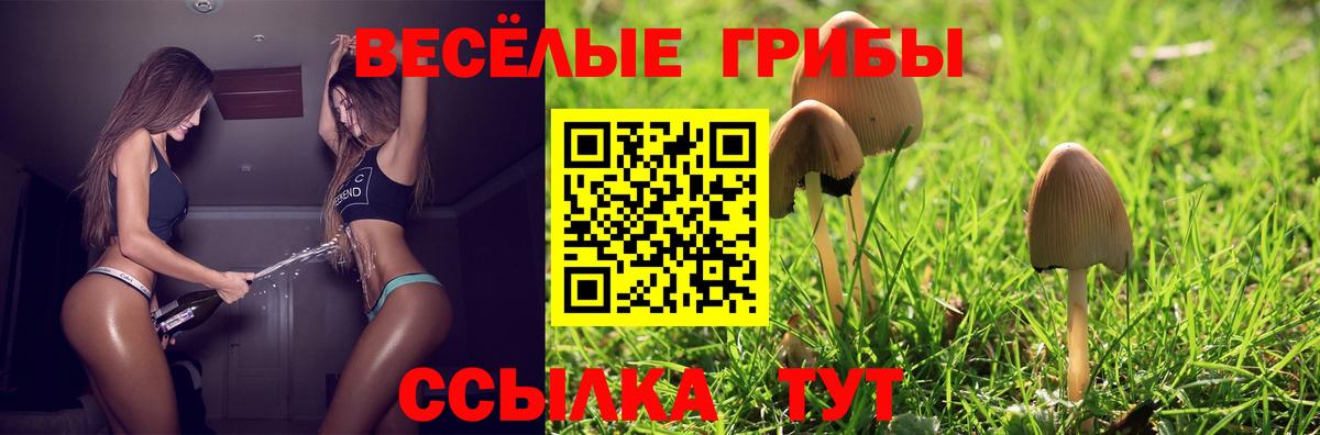Галлюциногенные грибы Psilocybe Кстово